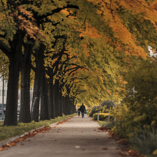 Fall Nature Walks: Enjoying the Season with Simple Activities